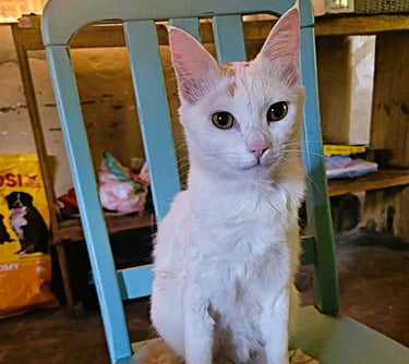Bastete from Animal Aid Kenya