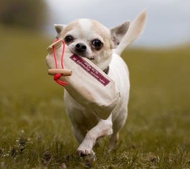 Teo Chihuahua mit Futterbeutel