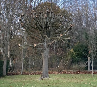 Élagage tête de chat