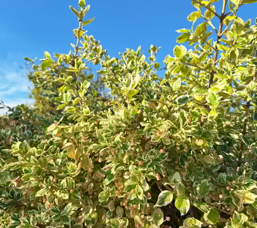 green-yellow Wintercreeper bush in full sun