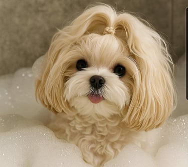 Beautiful female Mal-Shi taking bath in Houston Texas.