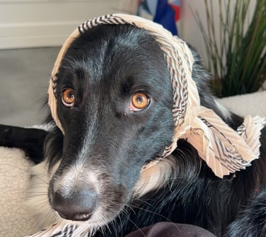 sila toutouka border collie