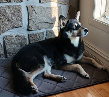 a dog laying on a mat mat in front of a window