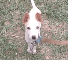 Paper from Animal Aid Kenya
