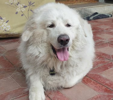 Thor Purr Dog