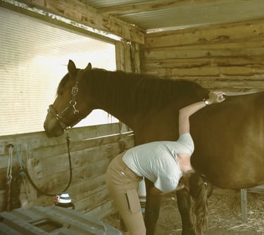 Jeune fille brossant son cheval lors d'une séance d'équithérapie