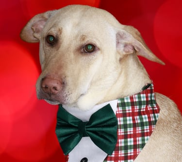 Mars the mischievous brown dog, Alpha of the Pawdashians pack and Chief Mischief Officer