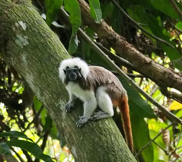 Titi Monkey
