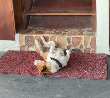 cute dog