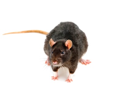 dératisation a Nice 