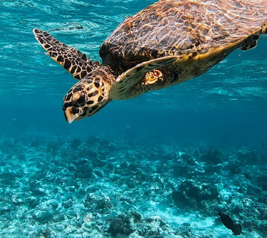swim with turtles can be organised at the hotel
