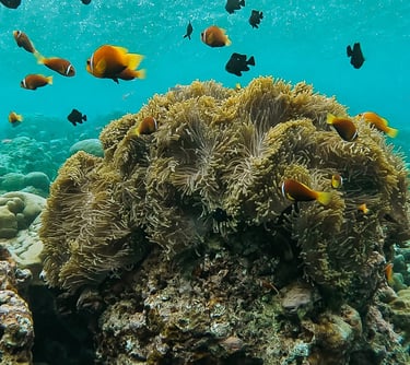 Orange clownfish and black damselfish swimming around a large sea anemone on a tropical coral reef.