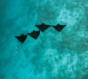 eagle rays