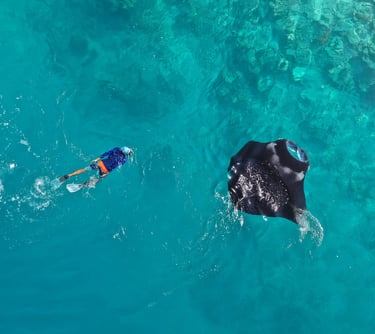 Aerial view of a person snorkeling next to a large manta ray in clear turquoise ocean water.