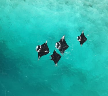 Aerial view of four manta rays swimming together in clear turquoise tropical ocean water.