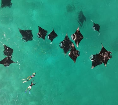 Aerial view of snorkelers swimming with a fever of manta rays in clear turquoise tropical water.