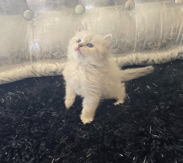 Texas Siberian kitten