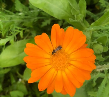 Chinese Herbs and TCM Nutrition