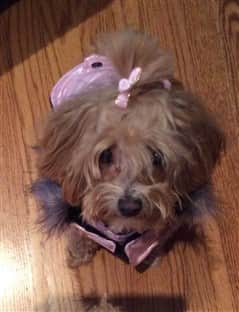maltipoo-summer-pic+(272+x+312)-min-1920w (2)