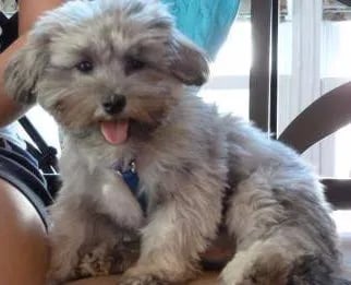 silver-color-maltipoo