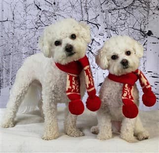 2 puppies standing with red scarf roudn their necks. 