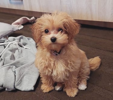 maltipoo-puppy-teething