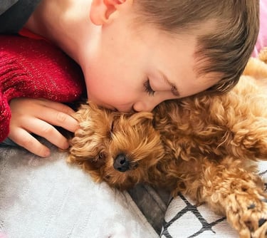 maltipoo-facts