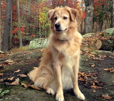 My dog, Vinnie -- best ever hiking buddy