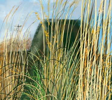 Digital drawing: Great Dixter digital diary. Winter grasses