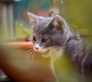Photo animal