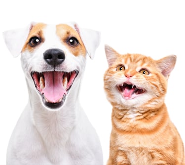  TKEL veterinario a domicilio  en Espartinas Sanlúcar umbrete olivares salteras valencina de la concepción tomares Gines Borm