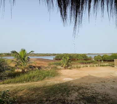 Tanema Creek Lodge Nema mangroves and birdwatching Gambia