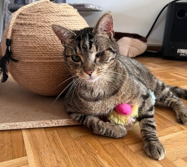 eine Katze mit buntem Spielzeug im Arm