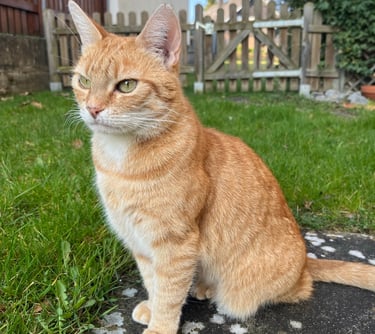 eine rote Katze auf einer Wiese