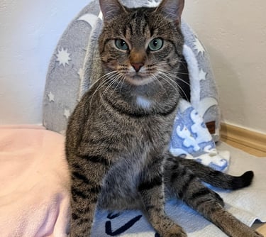 eine Katze, die vor einer Kuschelhöhle sitzt