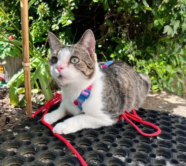 eine Katze an der Leine, die in der Natur ist