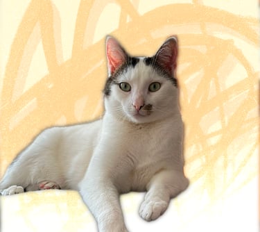 A white domestic short-hair cat with black patches lounging against a yellow abstract background.