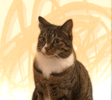 A brown tabby cat with a white chest and its tongue out against a yellow abstract background.