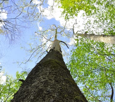 A large Sycamore tree observed while conducting an Environmental Impact Study in Southern Ontario.