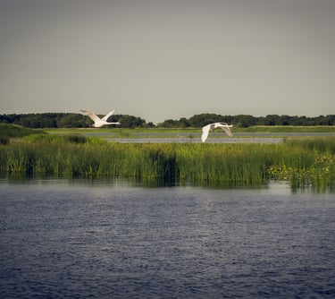 Two white mute swans flying over a scenic lake landscape with green marsh reeds and wetlands.