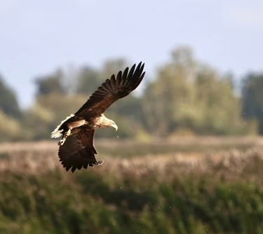 A majestic white-tailed eagle soaring over a marshy wetland landscape during golden hour.