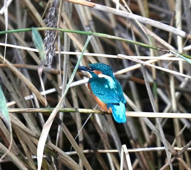 A colorful common kingfisher bird with turquoise feathers perched on a reed in a wetland habitat.