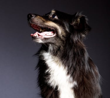Berger australien Viens Balader mon chien