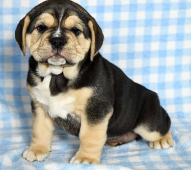 Beabull Puppies for Sale