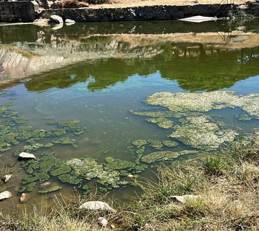 fosforo nitrogeno nutrientes decreto 90