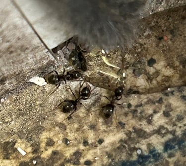 Black ants feeding on ant gel bait