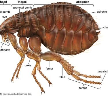 flea with body parts labelled