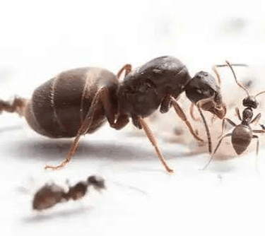 Black ant Queen