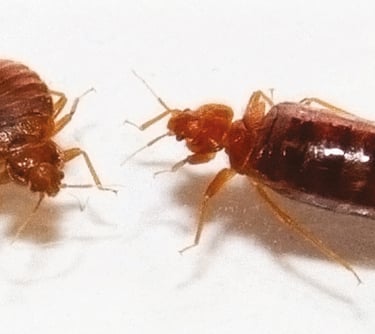 bedbug 