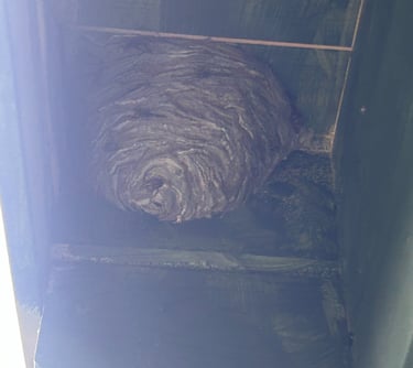 Wasp nest in shed